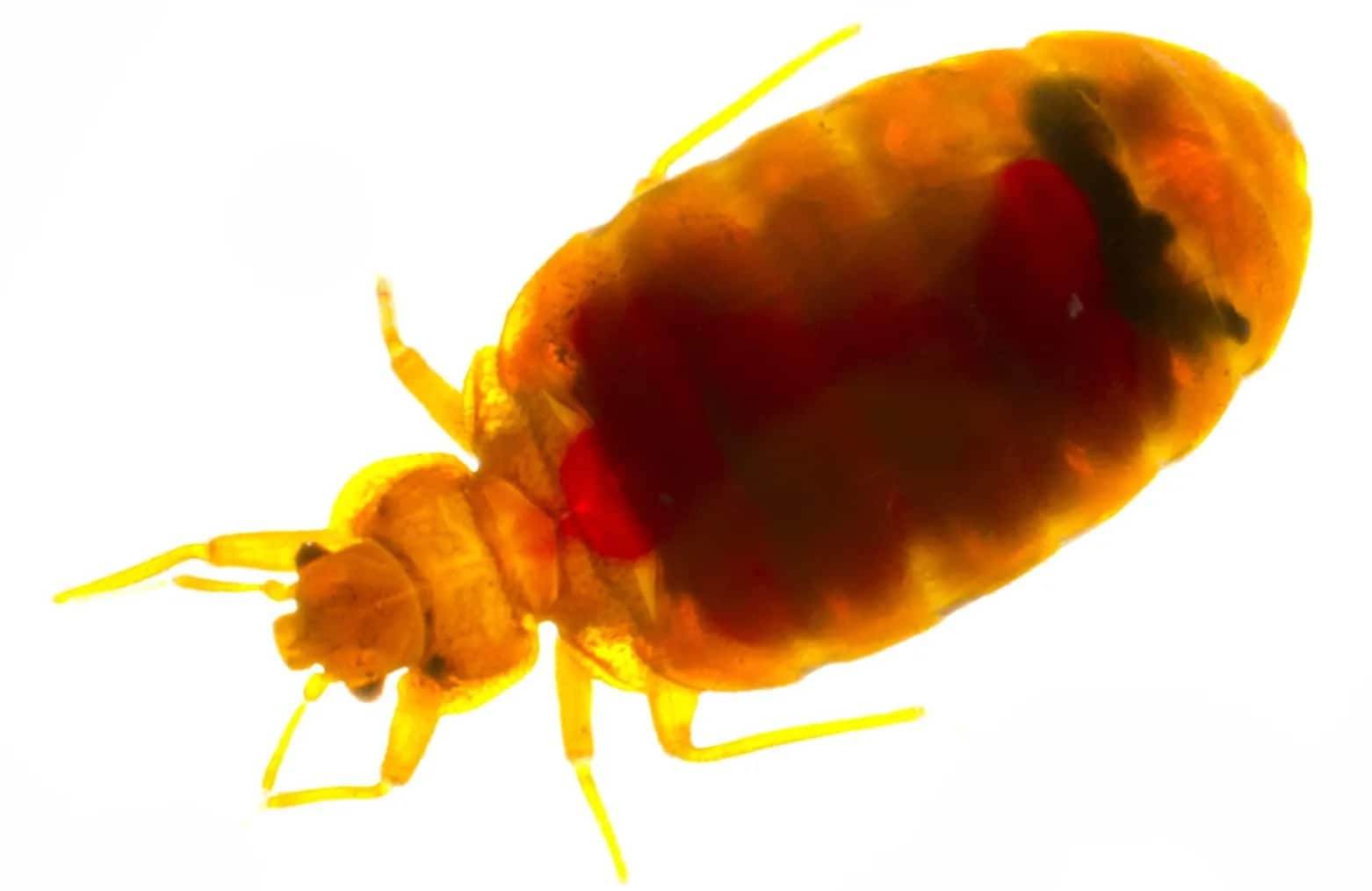 Microscopic view of a bedbug