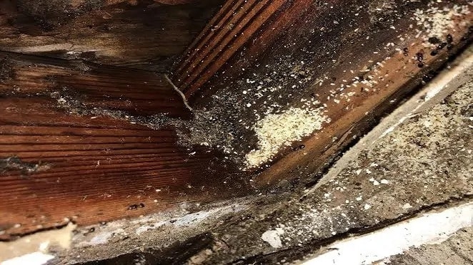 A cluster of mud tubes created by Big Headed Ants located in the crawl space of a home