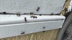 Photo of ants scurrying along a cracked windowsill