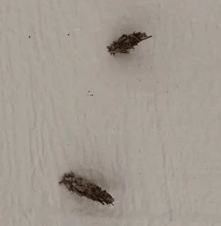 Photo of dead Bagworms