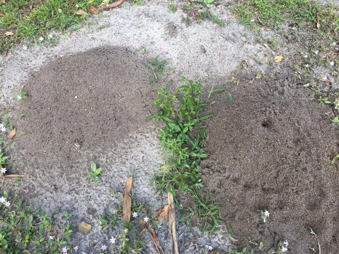Photo of Fire Ant Mounds in Port St. Lucie Florida