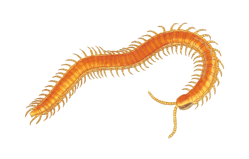 Microscopic view of a Florida Centipede