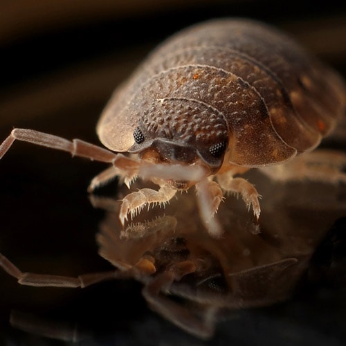 Close frontal view of a bedbug