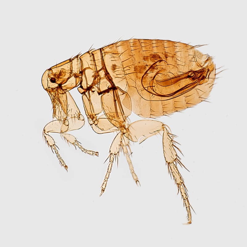 Microscopic view of a flea