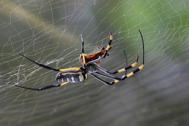 Extremely close view of a black and gray spider with 8 black and yellow legs as it sits upside down in it's web