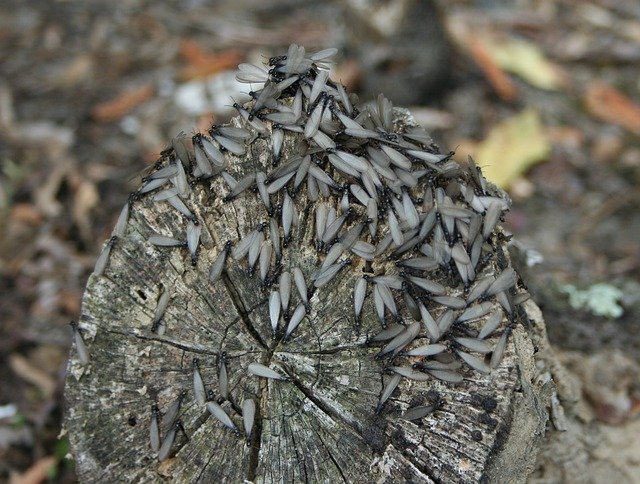 Winged termites gathered atop a cut log