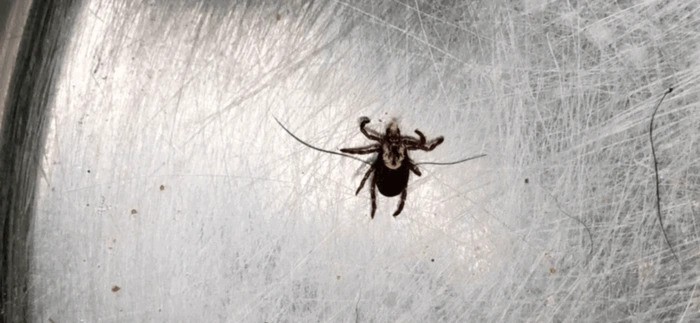 Photo of a Gulf Coast Tick