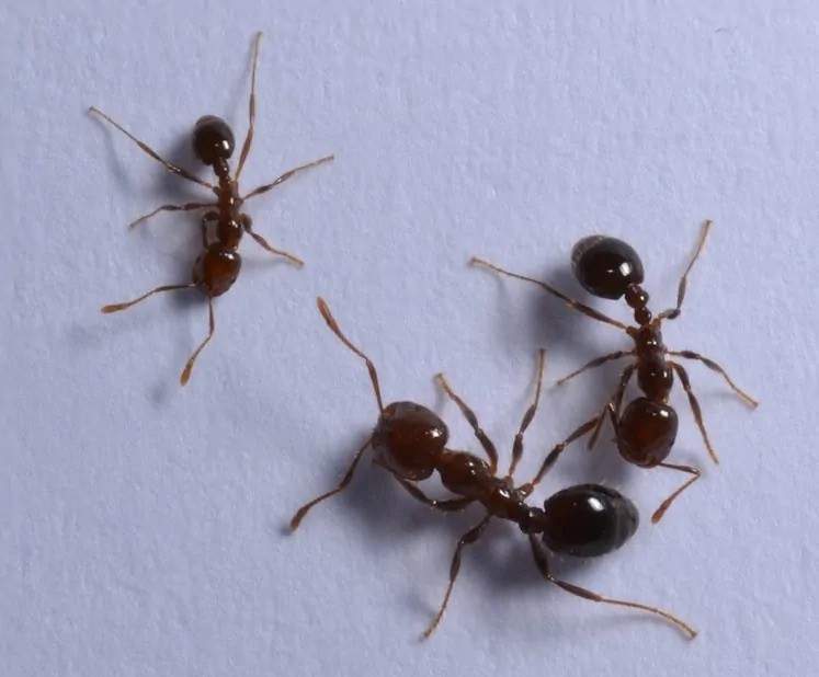 Photo of three fire ants, insects comprised of a head with antenna, a thorax with six legs, and a large abdomen