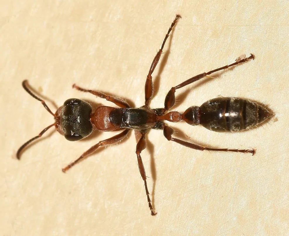 Very close view of a Tree Ant, an insect comprised of a head with antenna, a thorax with six legs, and a large abdomen.