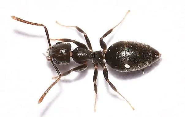Photo of a White Footed Ant, so called because it's overall brownish color fades to cream toward the bottom of its legs