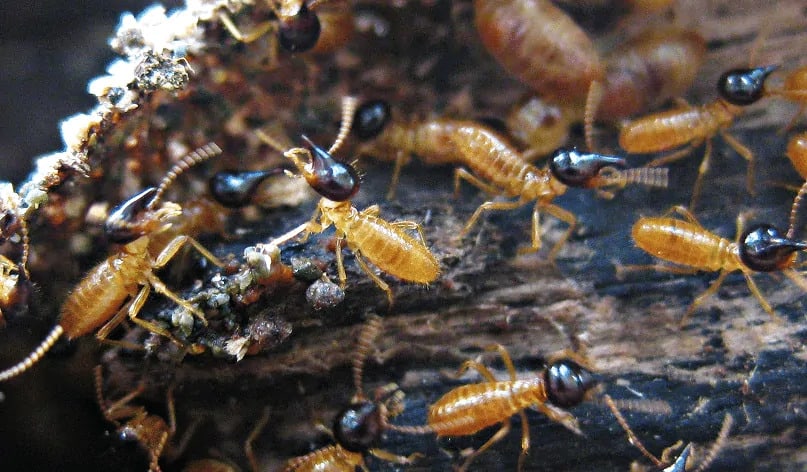 Nasute Termite Soldiers