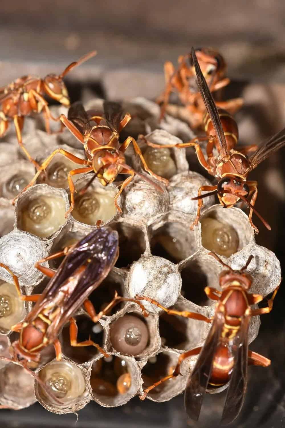 Paper wasps building a nest