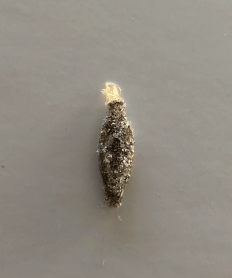 plaster bagworm