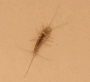 Photo of a Silverfish insect