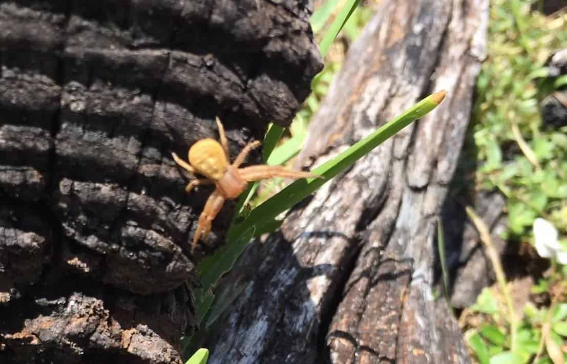 Blurry photo of small beige spider