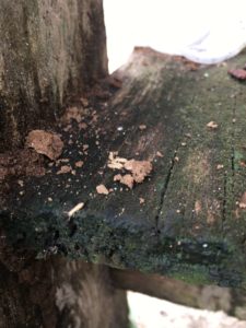 Photo of a small subterranean termite atop damaged wood