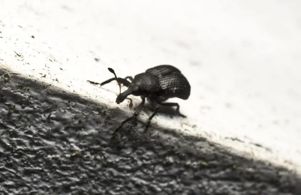 Extremely close frontal view of a Weevil a type of insect in the beatle family