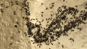 Photo of a large cluster of hundreds of White Footed Ants