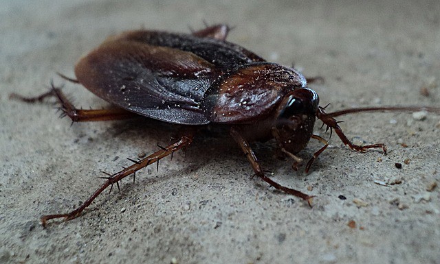 Close view of a common cockroach