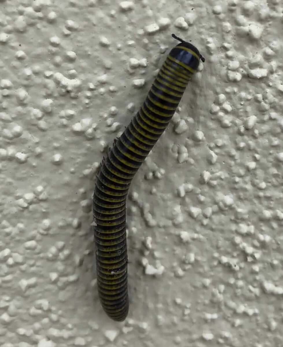 Centipedes &amp; Millipedes in Florida homes. Is their bite