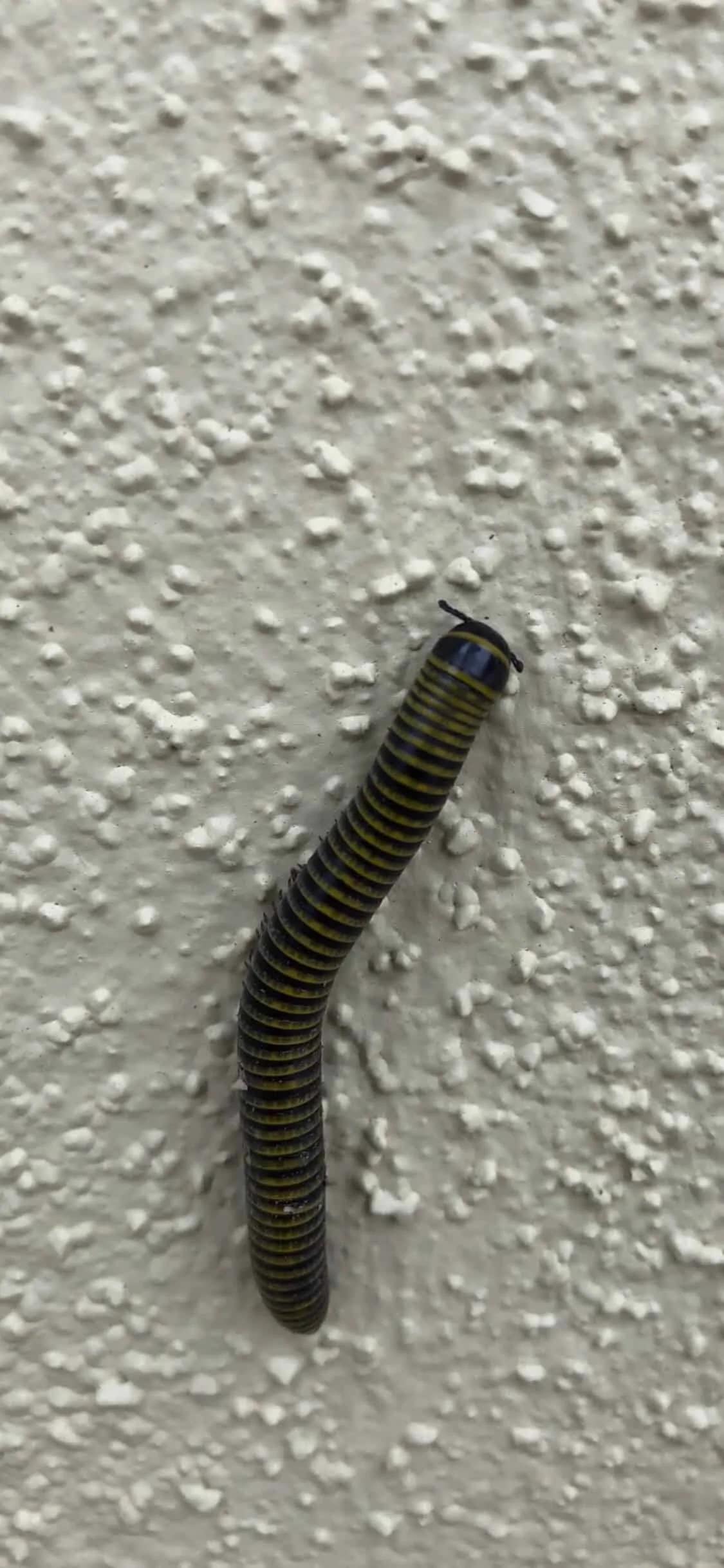 Close view of a millipede climbing an exterior wall