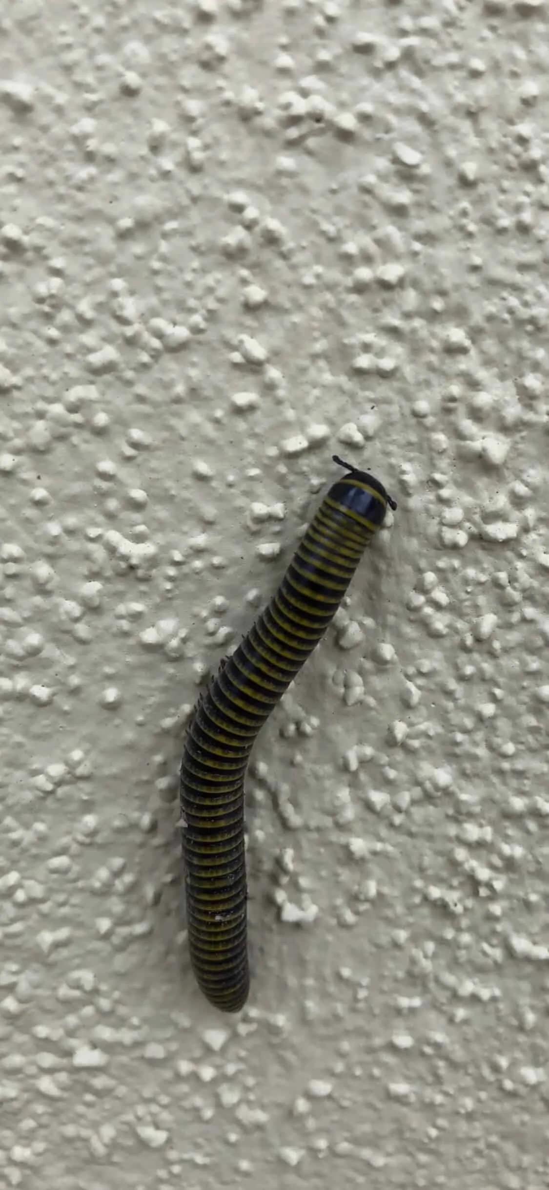 Central Florida, in the bark of a pine tree. Maybe 1 inch long? Baby Florida  Blue Centipede? : r/whatsthisbug