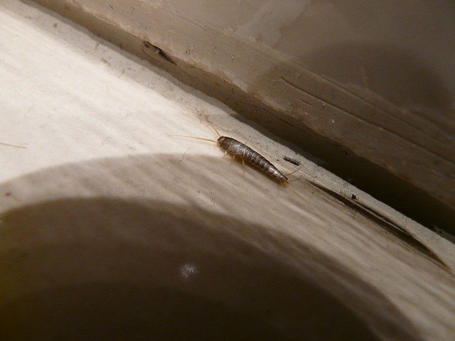Photo of a Silverfish insect