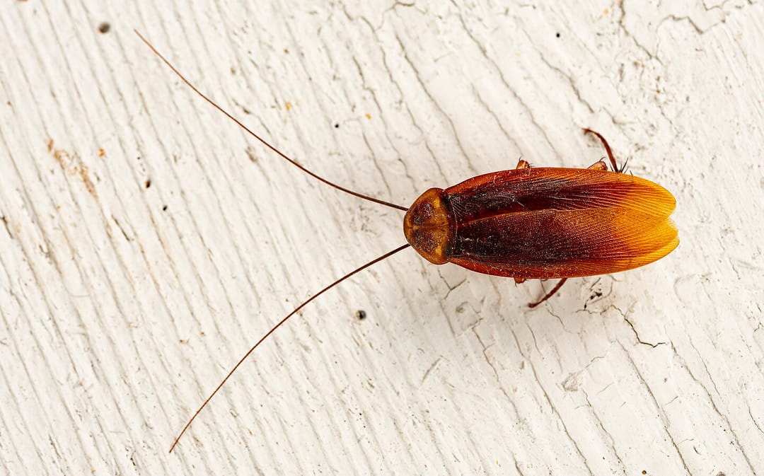 Seeing More Palmetto Bugs in Your Home? ‘Tis the Season! Here’s What to Do About It.