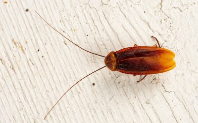 Seeing More Palmetto Bugs in Your Home? ‘Tis the Season! Here’s What to Do About It.