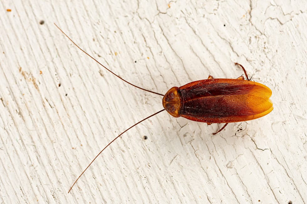 Palmetto Bugs Moving in to Avoid the Cold Try These Steps