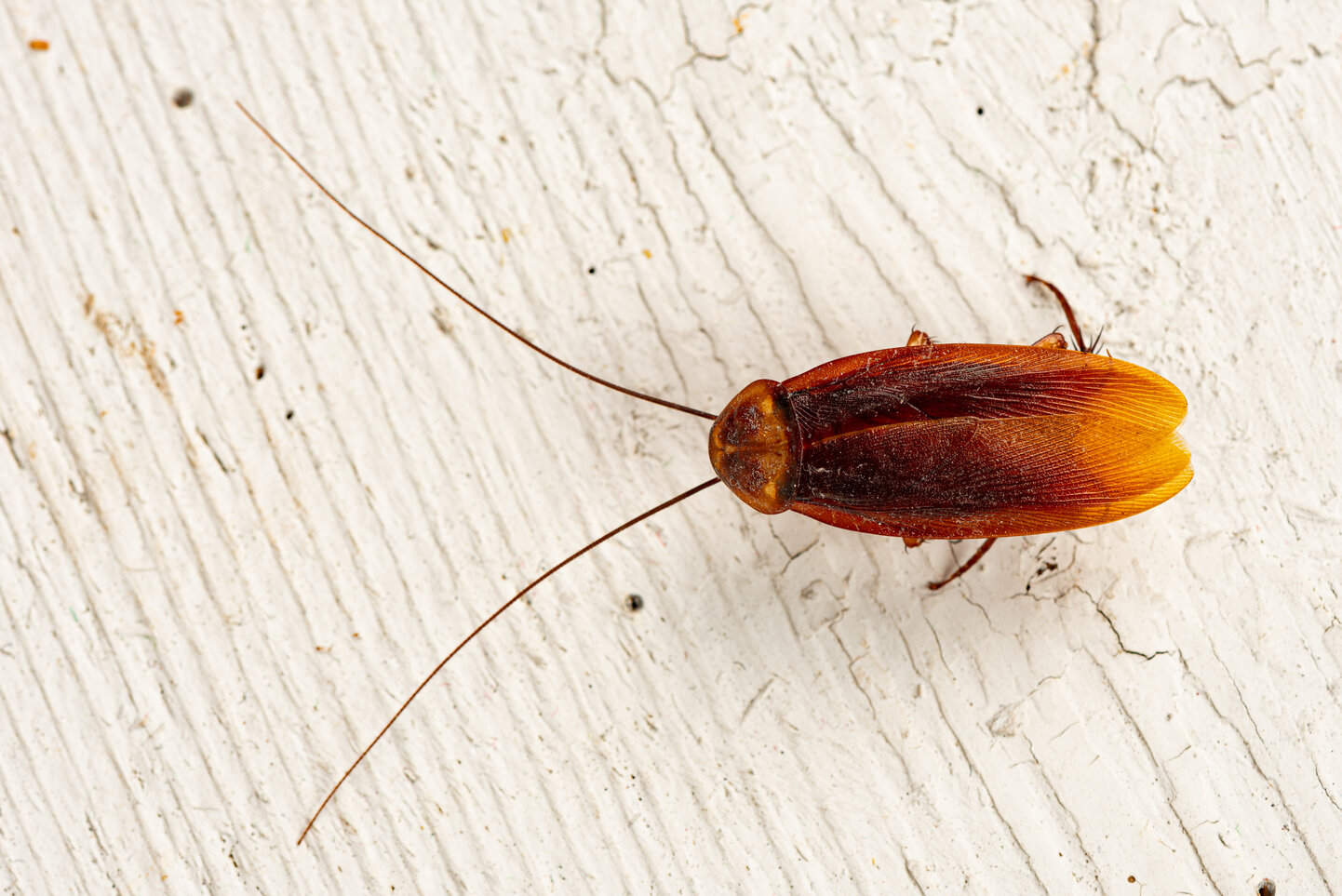 palmetto-bugs-moving-in-to-avoid-the-cold-try-these-steps