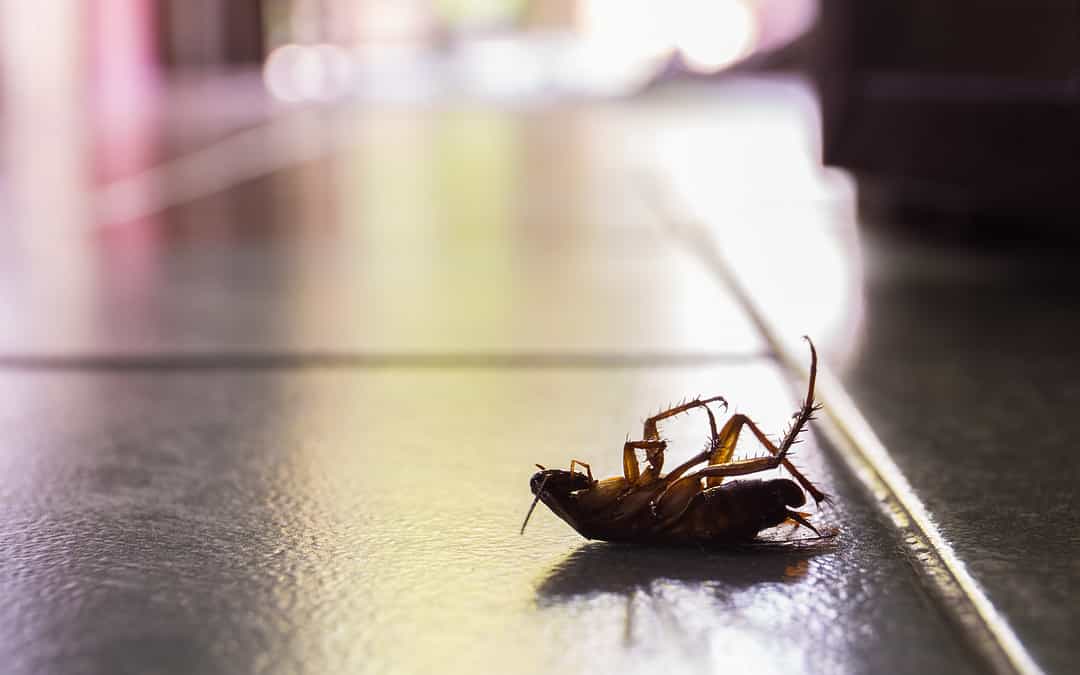 How to Take Full Advantage this Pest Management Month