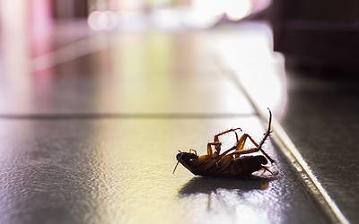 How to Take Full Advantage this Pest Management Month