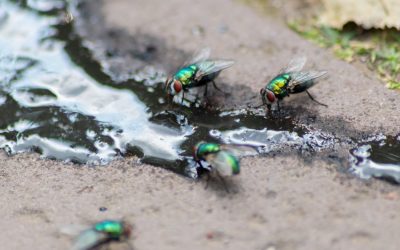 Why Flies in Port St. Lucie Are Such a Problem in Summertime