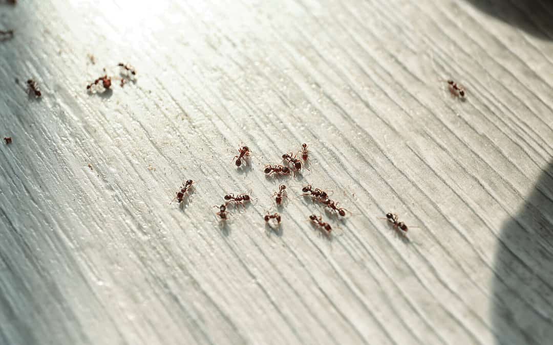 Ant Problems in Port St. Lucie: How to Combat Them this Summer