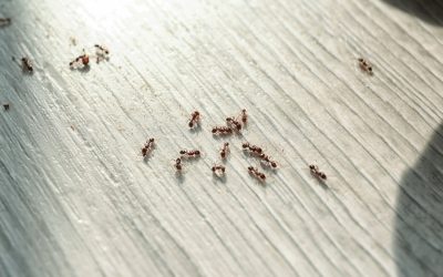 Ant Problems in Port St. Lucie: How to Combat Them this Summer