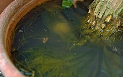 The Big Pest Problem That Happens When There’s Standing Water