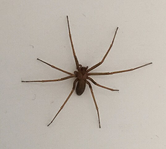 Brown Recluse Spider