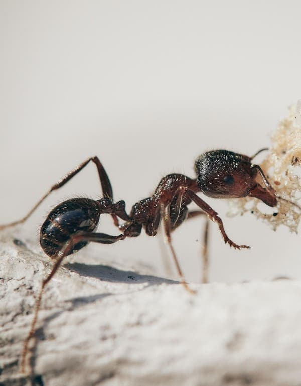 Ant Exterminator in Palm City