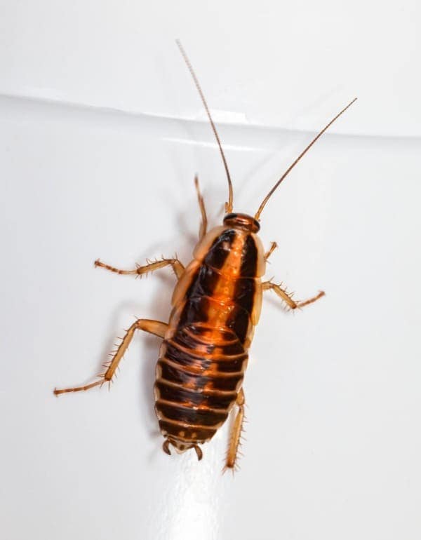 Cockroach Exterminator in Palm City