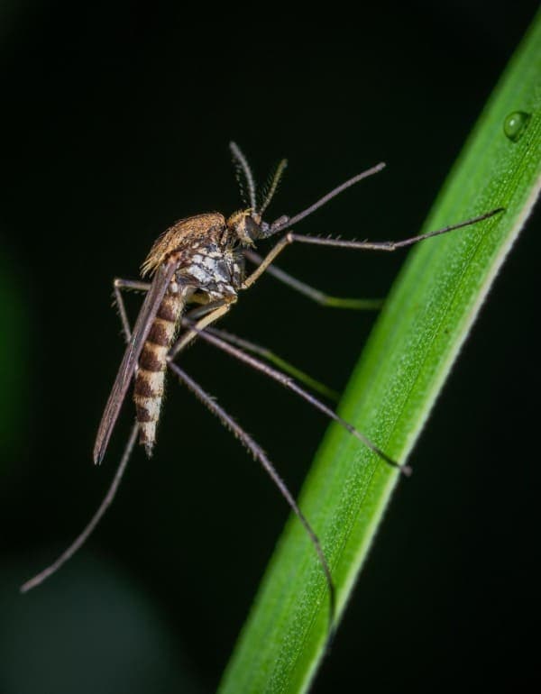 Mosquito Exterminator in Palm City
