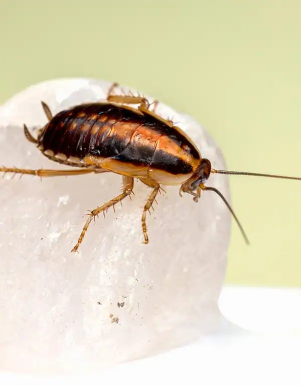 Cockroach Exterminator in Port St. Lucie