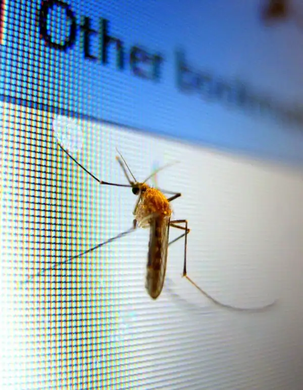 Mosquito Exterminator in Port St. Lucie