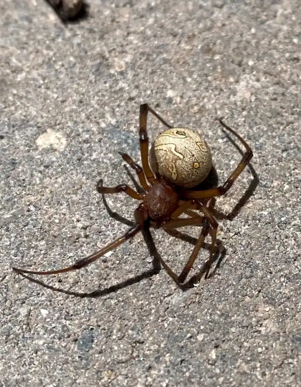 Spider Exterminator in Port St. Lucie