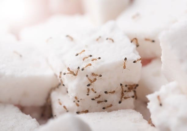 Ghost (Sugar)  Ant Treatment for Kitchens and Bathrooms