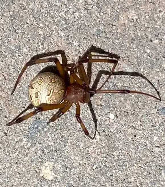 Brown widow spider found in Port St Lucie