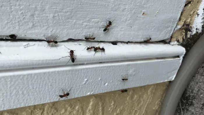 Carpenter Ants infesting water damaged wood