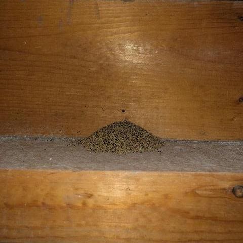 Drywood termite pellets can vary greatly in color but are always the same size and shape.