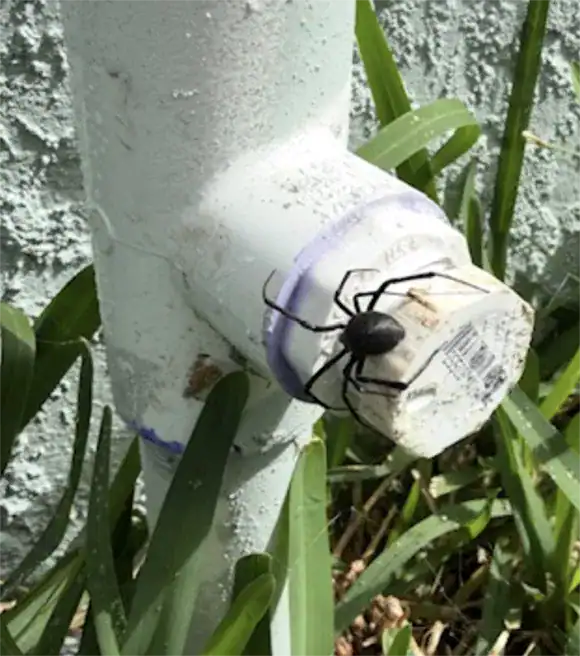Black widow spider on a water pipe in Port St Lucie