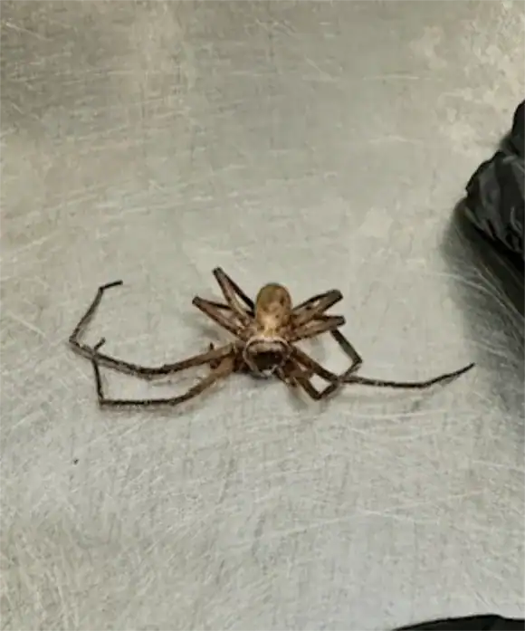 Dead huntsman spider in PSL, FL